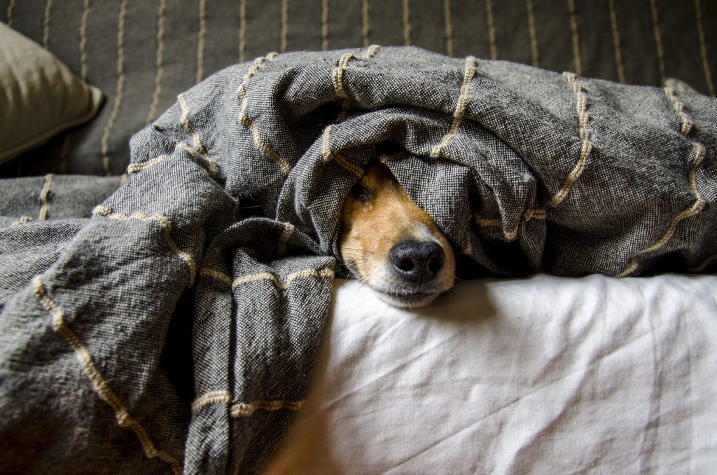 dogs, animals, dog