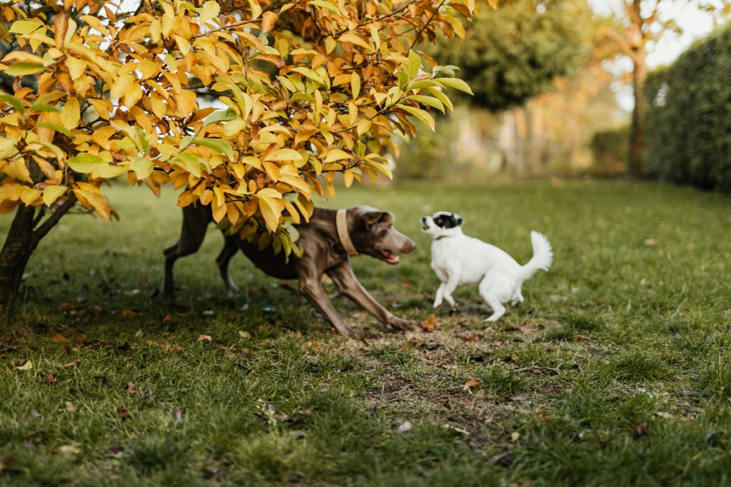 Two dogs playing under a tree with vibrant autumn leaves in a garden setting.