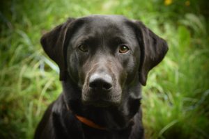 dog, canine, pet