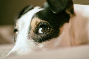 jack russel, dog, look, terrier, cute, animal, canine, puppy, looking, face, nature, head, dog breed, pet, portrait, dog portrait, dog, dog, dog, dog, terrier, puppy, puppy, puppy, puppy, puppy