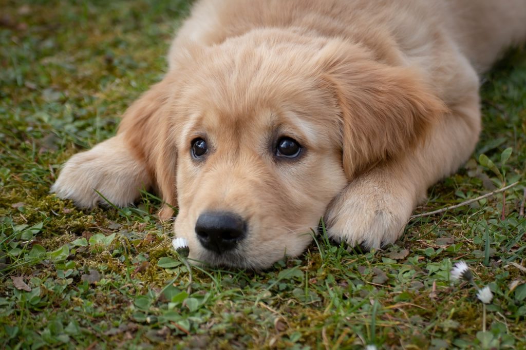 dog, puppy, golden retriever, breed, pet, canine, nature, animal, mammal, purebred dog, friend, grass, meadow, dog, dog, dog, dog, dog, puppy, puppy, golden retriever, golden retriever