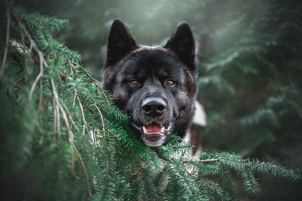 akita, tree, dog, pet, animal, nature, cute, portrait, face, dog face, happy dog, dog portrait, mammal, dog, dog, dog, dog, dog