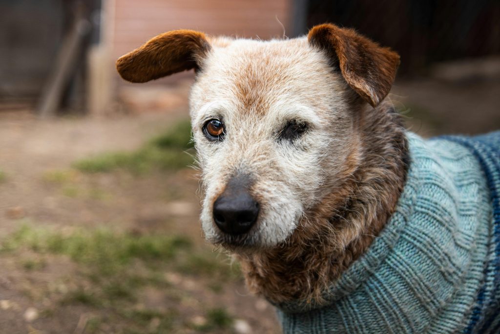 A senior dog with one eye wears a cozy sweater outdoors, showcasing wisdom and resilience.