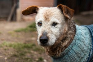 A senior dog with one eye wears a cozy sweater outdoors, showcasing wisdom and resilience.